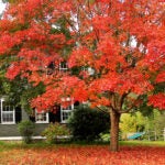 A maple tree in Groton.