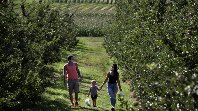 Apple Picking