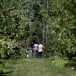 Apple picking in September.