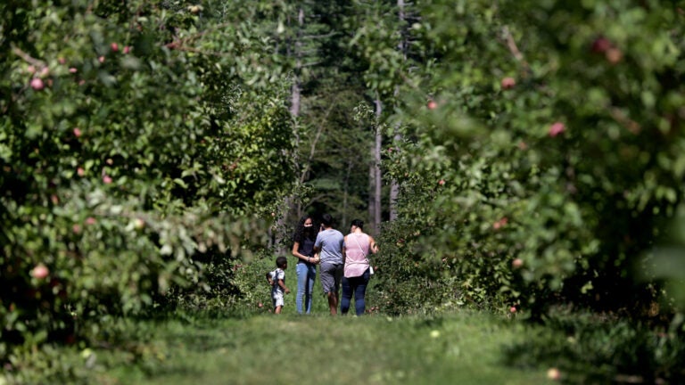 Apple picking in September.