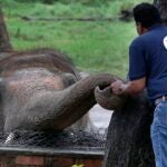 The Big E announces death of Beulah the elephant, 54; Fair officials say  she died of natural causes 