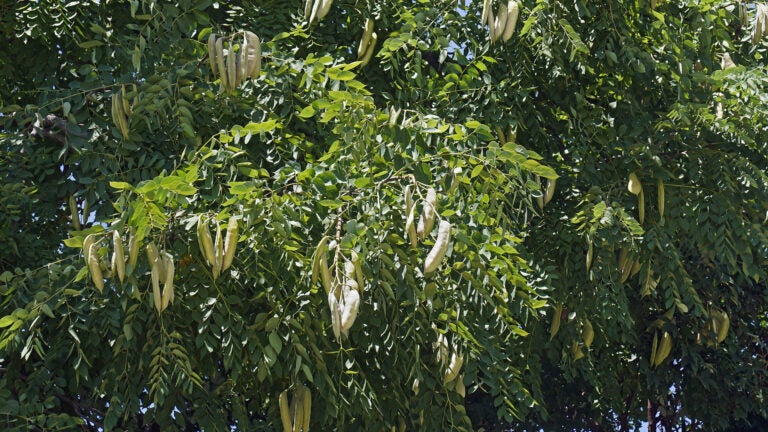 Adobe-Stock-Kentucky-Coffeetree