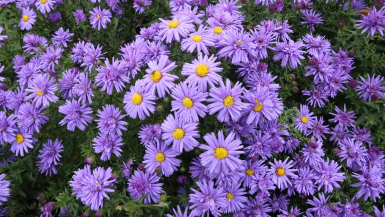 Adobe-Stock-Purple-Asters-Bloom