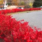 Burning-Bush-Fall-Color-Invasive