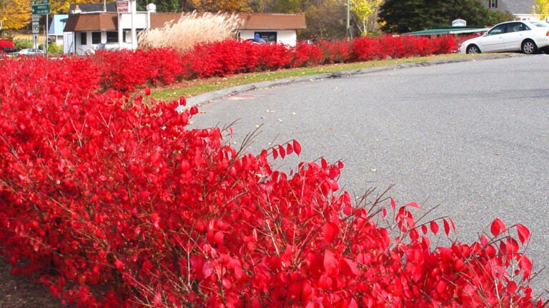 Burning-Bush-Fall-Color-Invasive