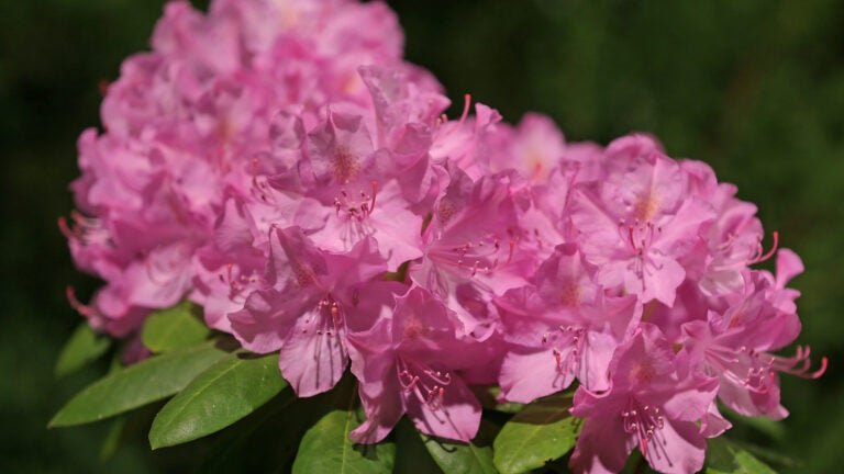 Rhododendron-Blooms-Pink