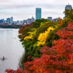 Solo and double sculls on the Charles River.