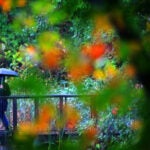 Hall's Pond Sanctuary in Amory Park in Brookline.