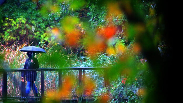 Hall's Pond Sanctuary in Amory Park in Brookline.