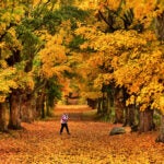 Leaves from towering maple sugar trees.