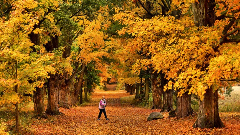 Leaves from towering maple sugar trees.