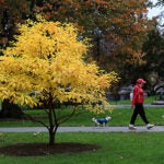 Foliage in the Public Garden in Boston.