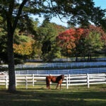 Black Rushin' Farm in Medfield.
