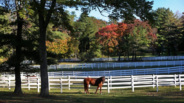 Black Rushin' Farm in Medfield.
