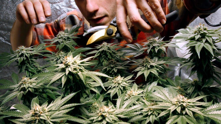 Maine marijuana