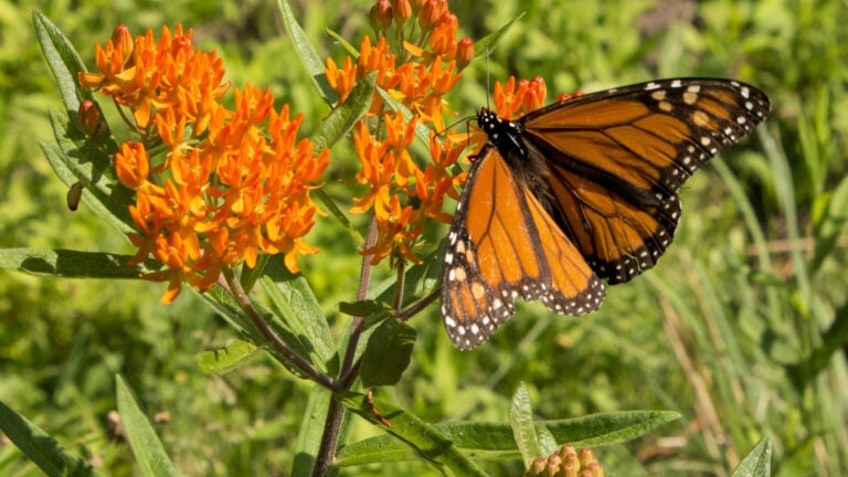 Adobe-Stock-Butterfly-Weed