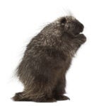 North American Porcupine