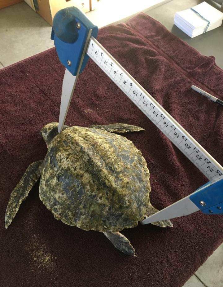 ‘Cold-stunned’ sea turtles rescued along Cape Cod