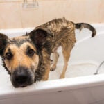Dog-Dirty-Tub-Adobe-Stock