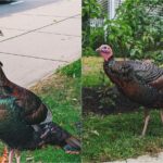 Somerville turkey