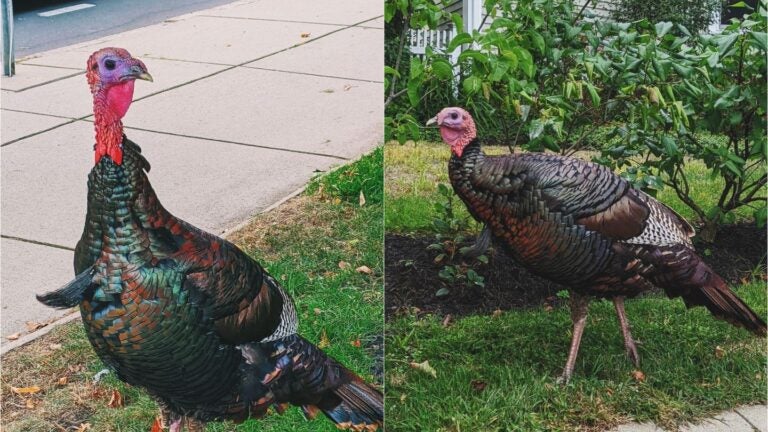 Somerville turkey