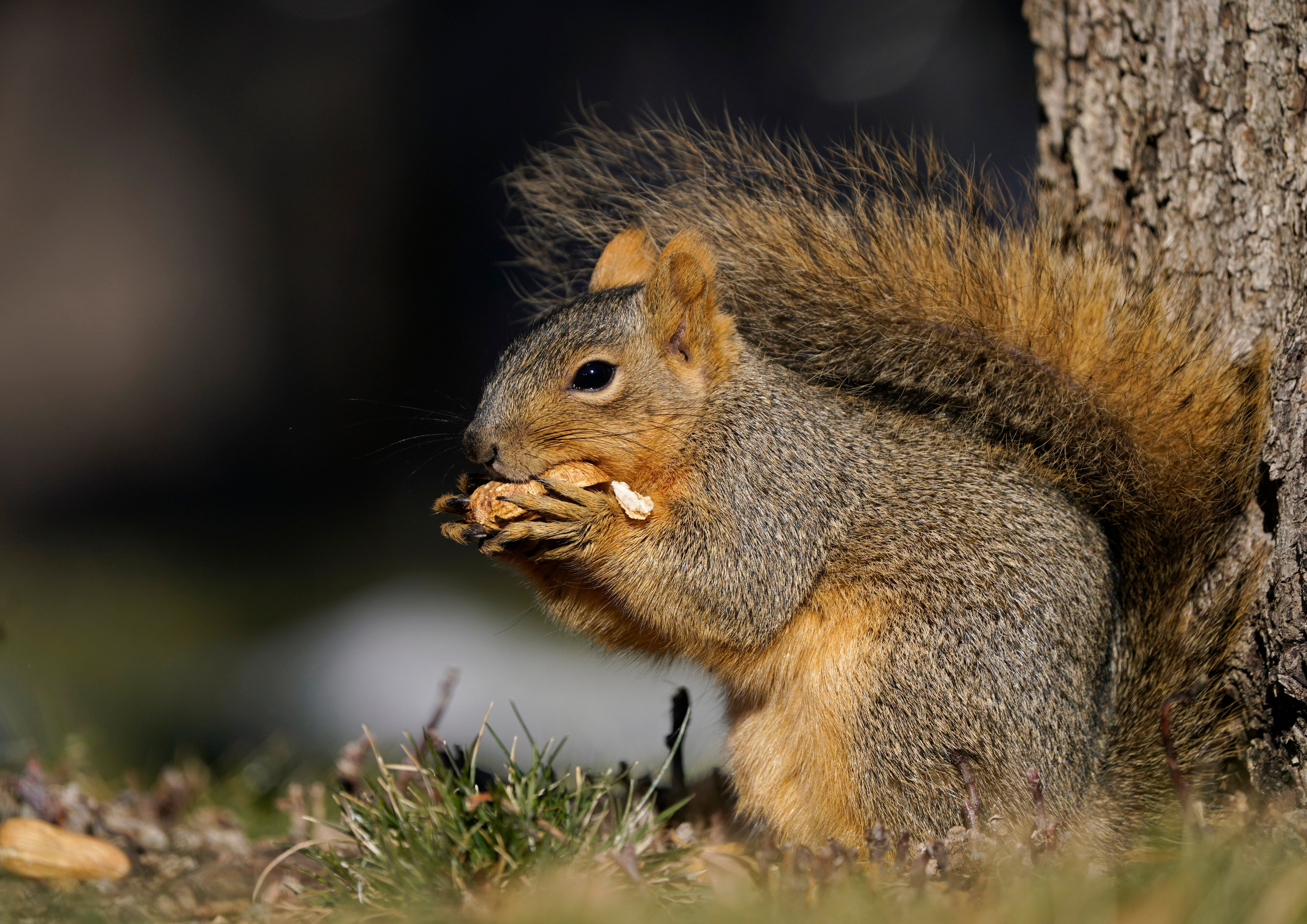 Squirrel