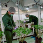 Marijuana plantation