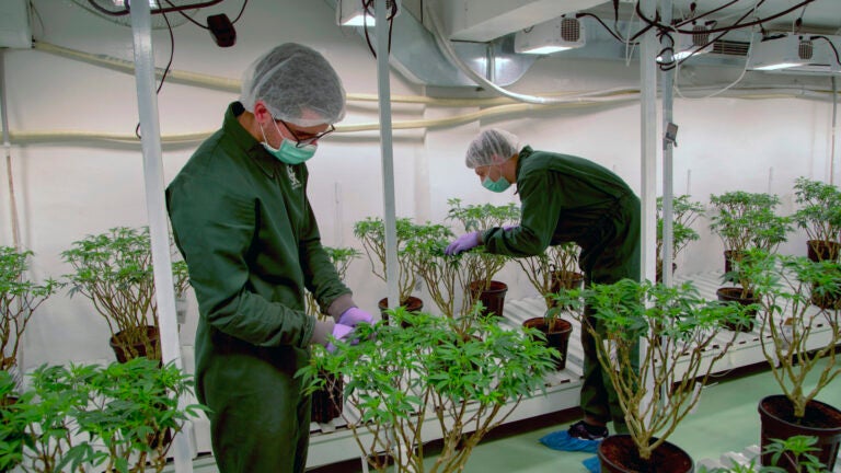 Marijuana plantation