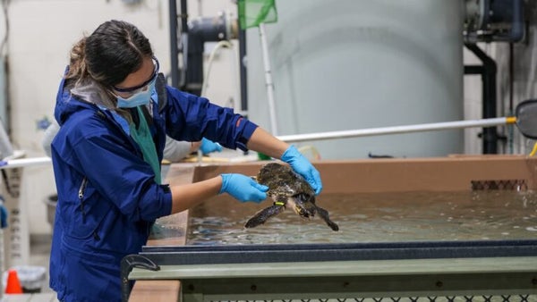 720 stranded sea turtles were rescued on Cape Cod this season, setting ...