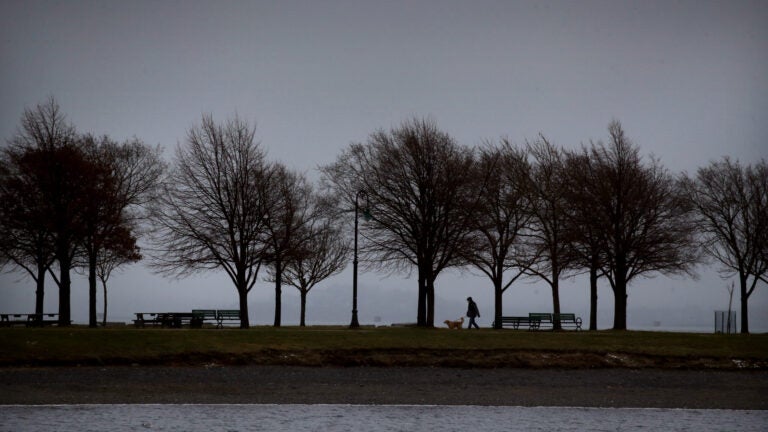 A man walks a dog through the trees on the Harborwalk at Castle Island in Boston.
