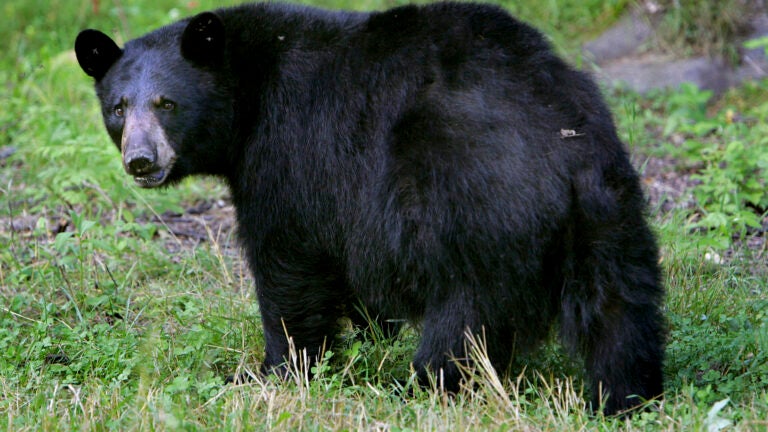 A black bear in Lyme, N.H.