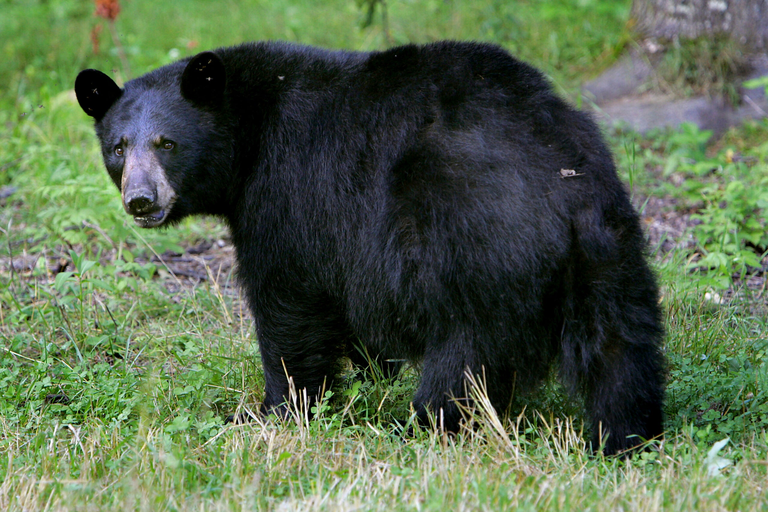 A black bear in Lyme, N.H.