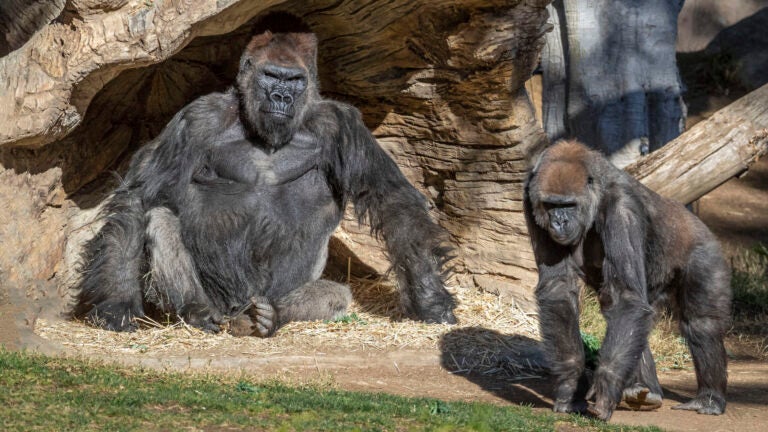 Gorillas at San Diego safari contract coronavirus in first known  transmission to great apes