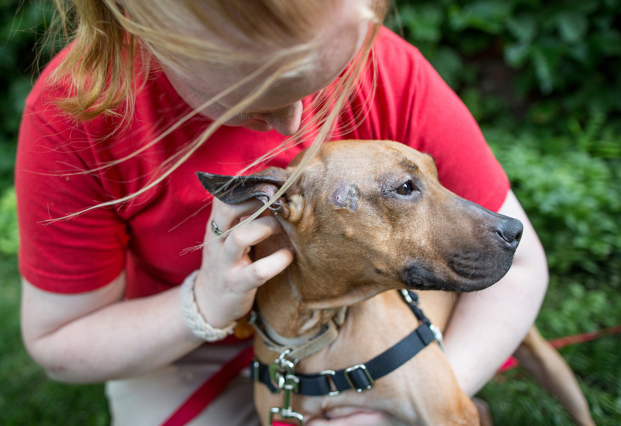 Animal Rescue League builds new facility in Dedham Animal Rescue League builds new facility in Dedham