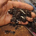 Lee-Reich-Trees-From-Seed