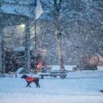 A couple walks a dog in the snow.