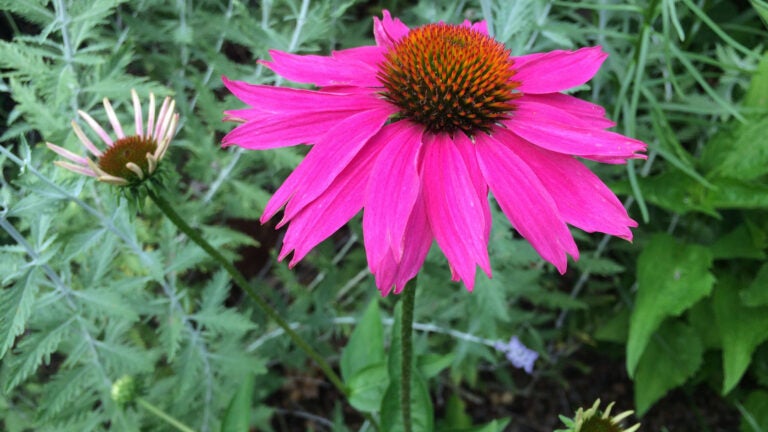 Mt. Cuba Center  Echinacea purpurea 'Pica Bella' - Mt. Cuba Center