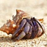 Hermit-Crab-on-Sand