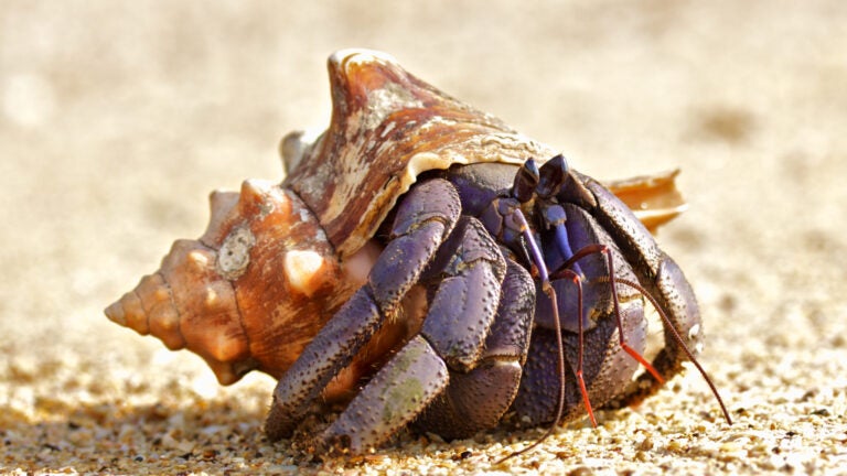 Hermit-Crab-on-Sand