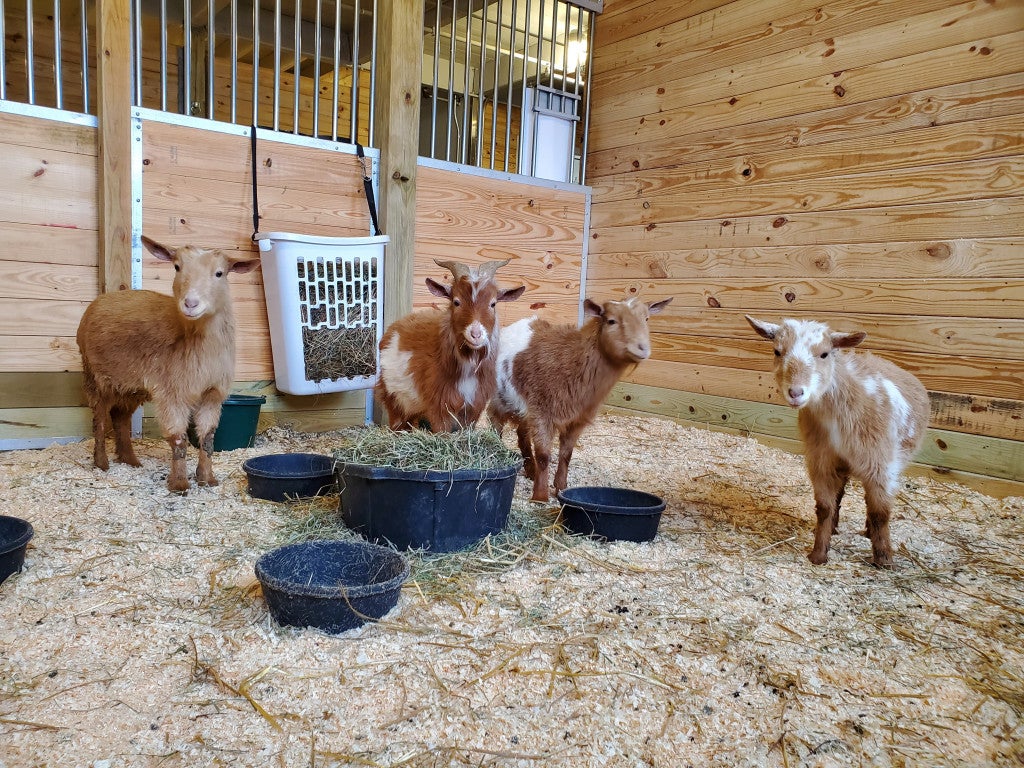 11 chickens, six ducks, five pygmy goats surrendered to MSPCA, up for  adoption