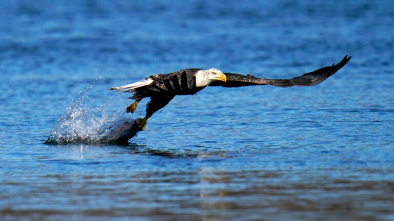 The Strange History of America's Bald-Eagle Obsession - The Atlantic