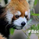 Red Panda at Franklin Park Zoo