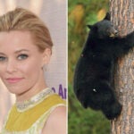 Elizabeth Banks will direct the upcoming movie "Cocaine Bear."