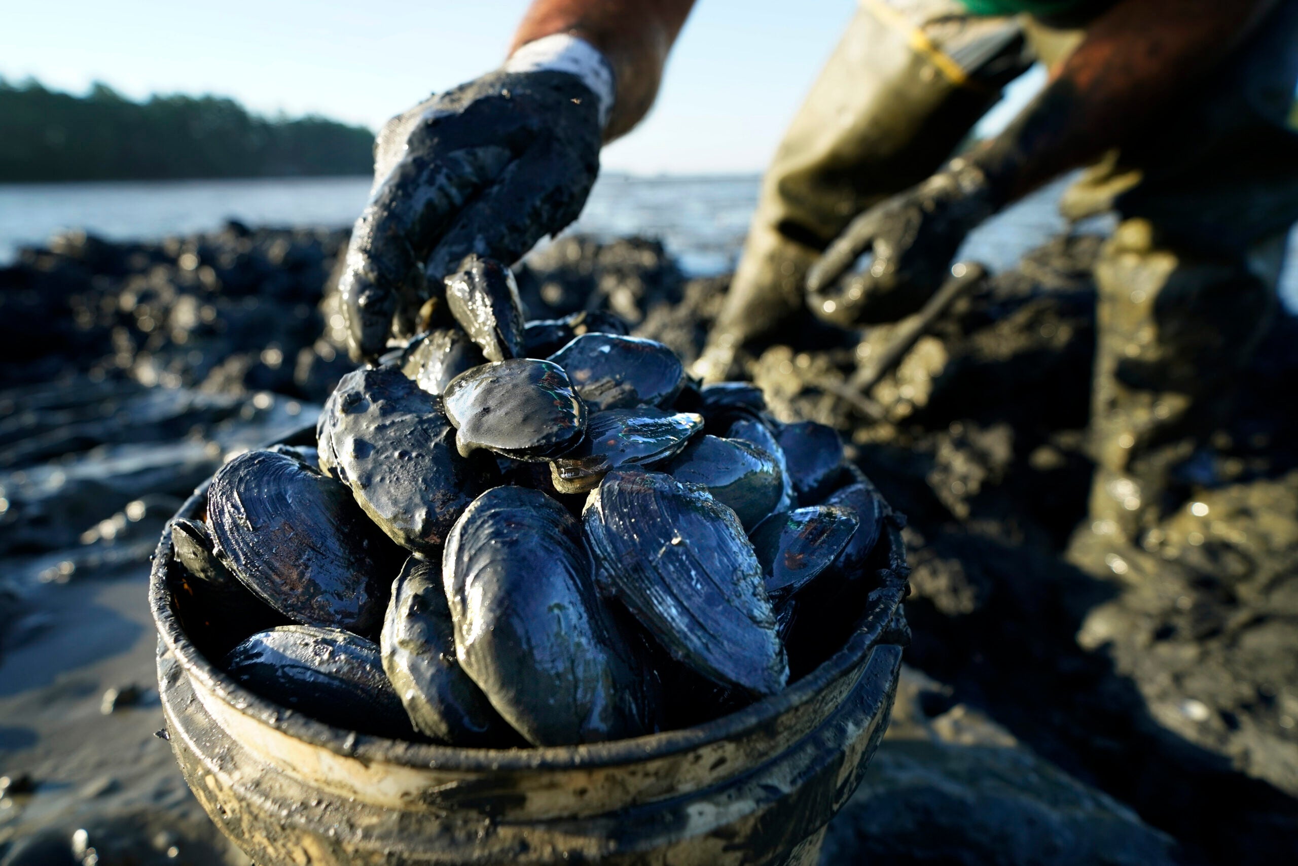 Fisheries and Oceans Canada - Planning a clam-digging outing? Remember, bar  clams recreational fishery in eastern New Brunswick is closed until Aug 31.  For details on other shellfish species minimum size and