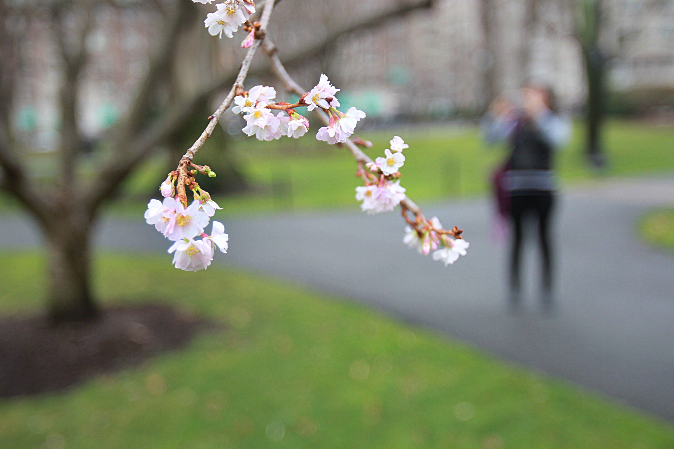 Have you seen beautiful flowers, trees in bloom? Share your ...