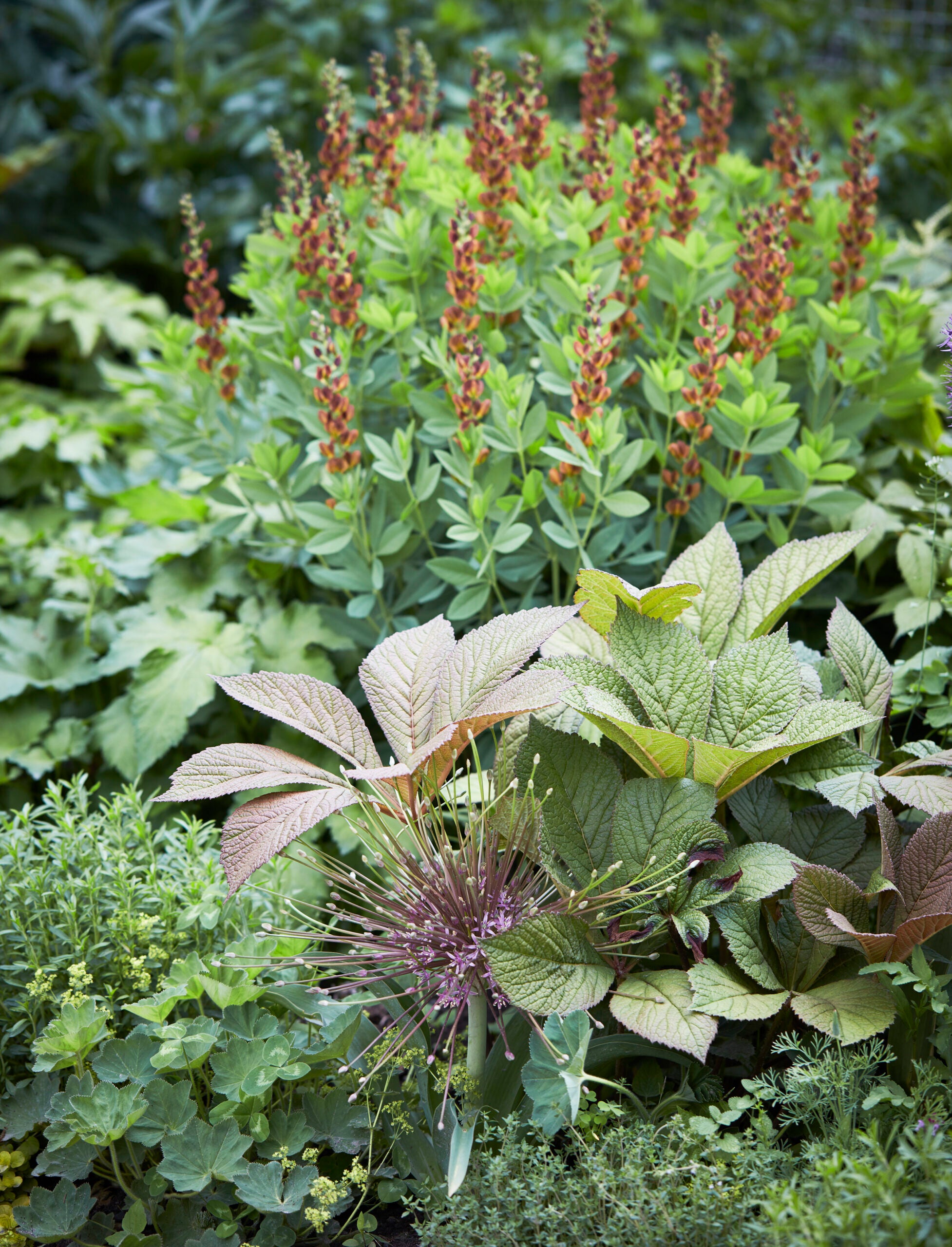 Get inspired with a tour of Martha Stewart's perennial garden