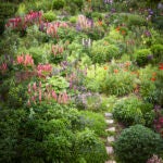 Martha-Stewart-Lupines