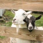 26-Barton-Hill-Road-Conn-Goats