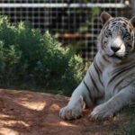 Tiger King Zoo
