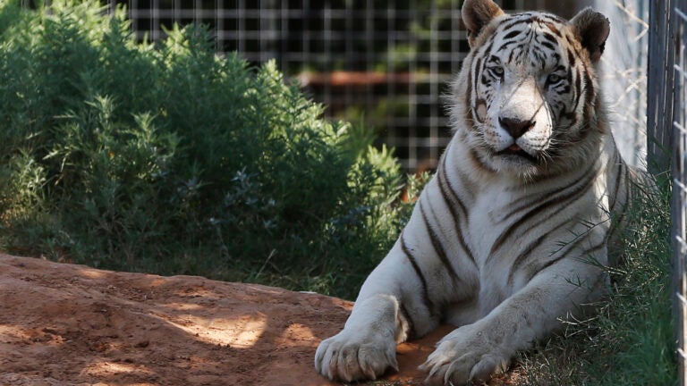 Tiger King Zoo